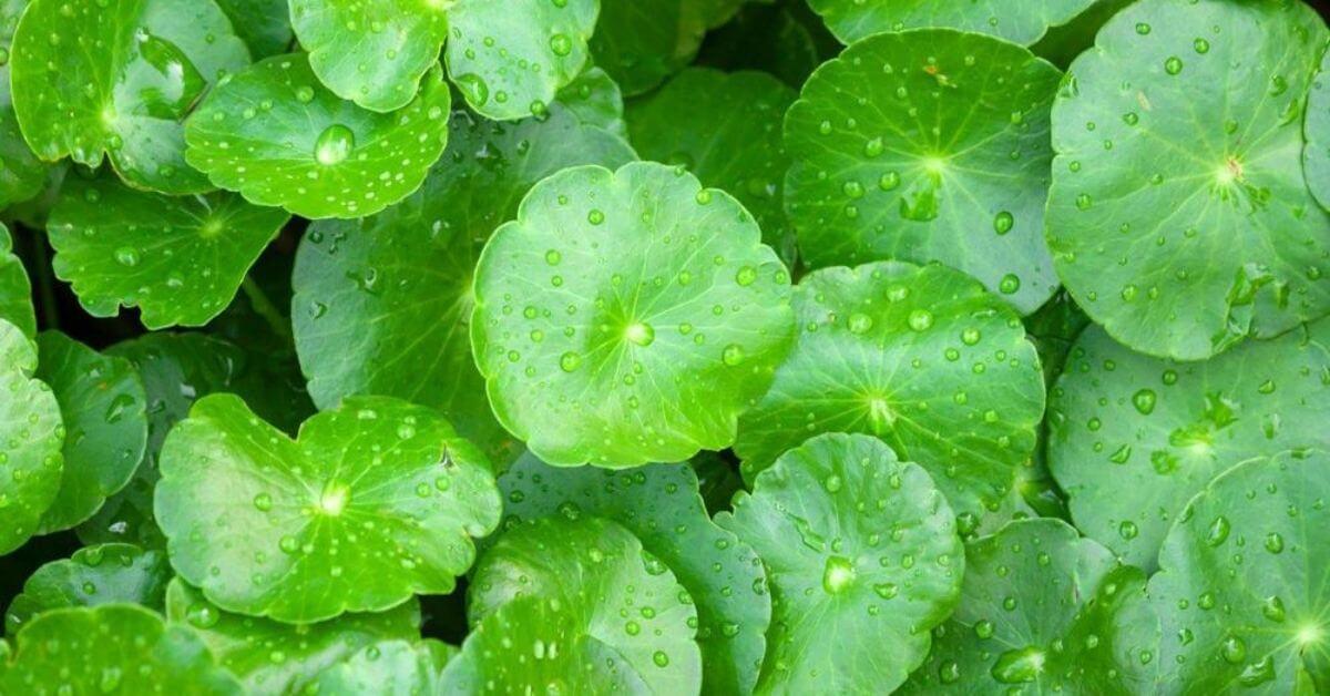 Centella Asiatica là gì? Công dụng của Centella Asiatica đối với làn da.1